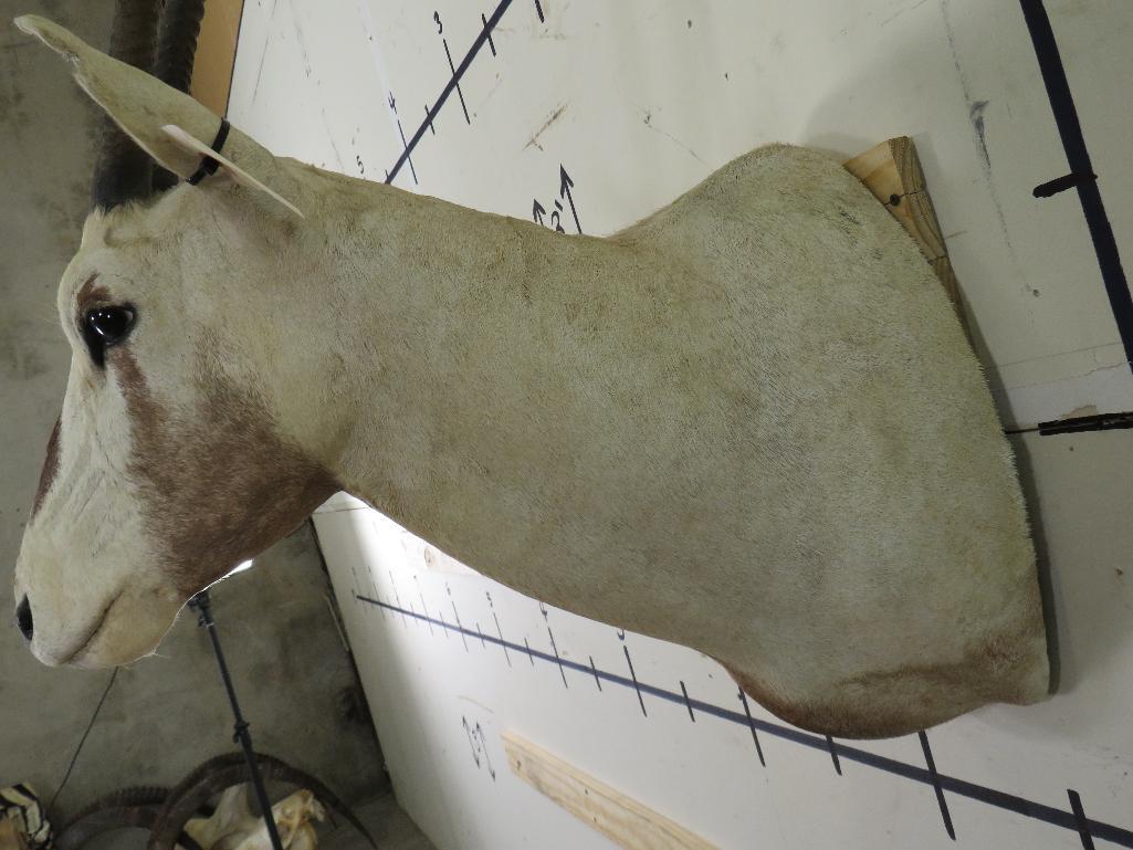 Arabian Oryx Sh Mt *TX RES ONLY* TAXIDERMY
