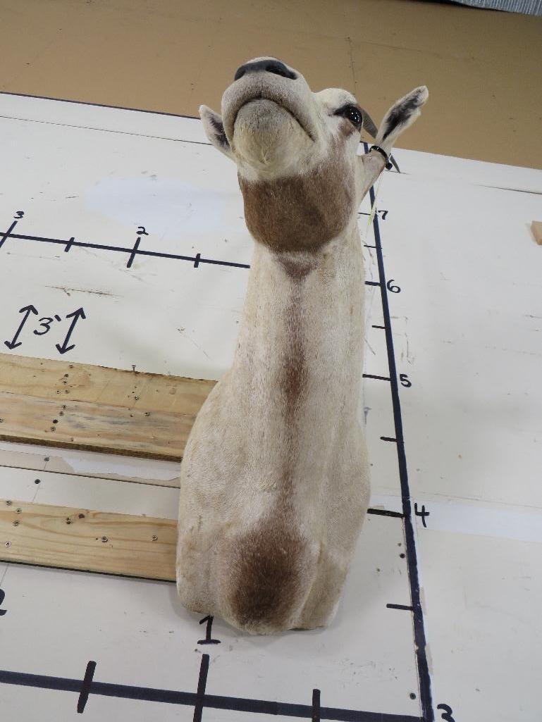 Arabian Oryx Sh Mt *TX RES ONLY* TAXIDERMY