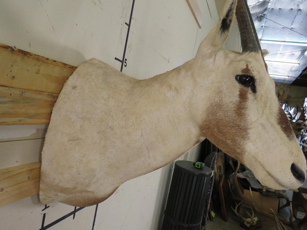 Arabian Oryx Sh Mt *TX RES ONLY* TAXIDERMY