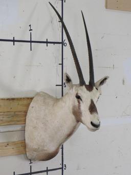 Arabian Oryx Sh Mt *TX RES ONLY* TAXIDERMY