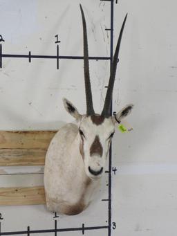 Arabian Oryx Sh Mt *TX RES ONLY* TAXIDERMY