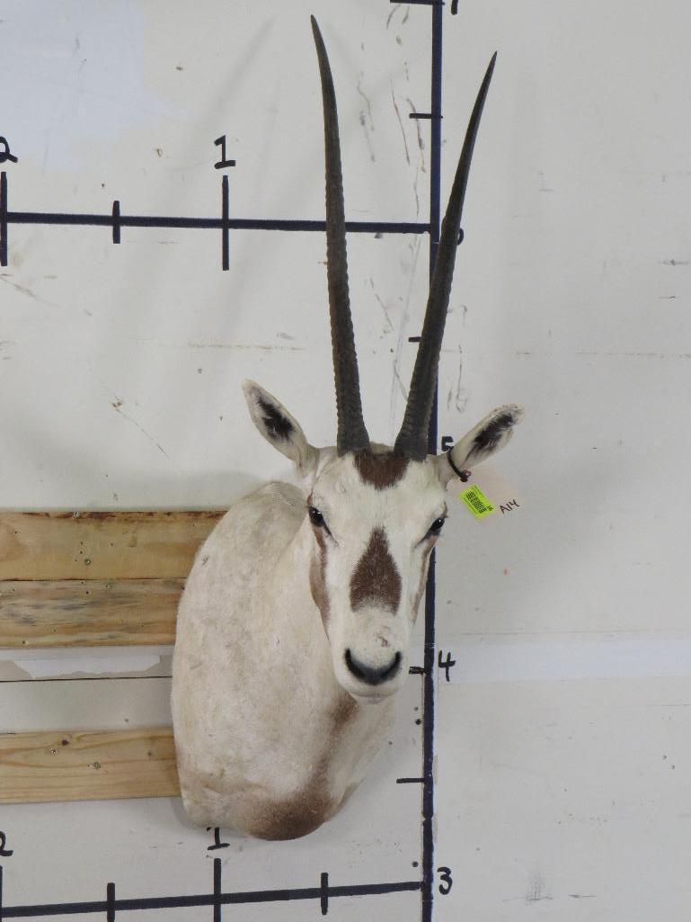 Arabian Oryx Sh Mt *TX RES ONLY* TAXIDERMY