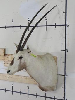 Arabian Oryx Sh Mt *TX RES ONLY* TAXIDERMY