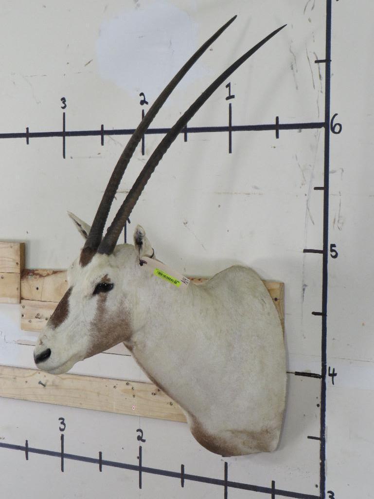 Arabian Oryx Sh Mt *TX RES ONLY* TAXIDERMY