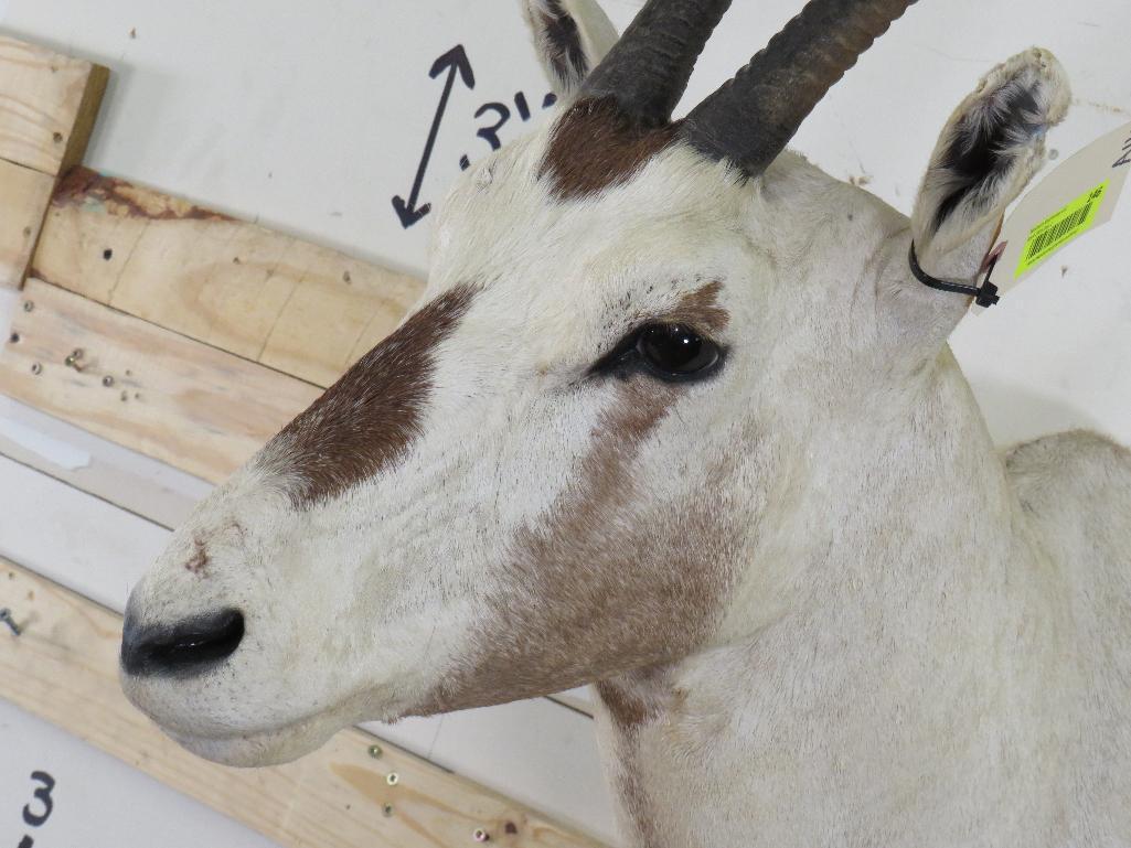 Arabian Oryx Sh Mt *TX RES ONLY* TAXIDERMY