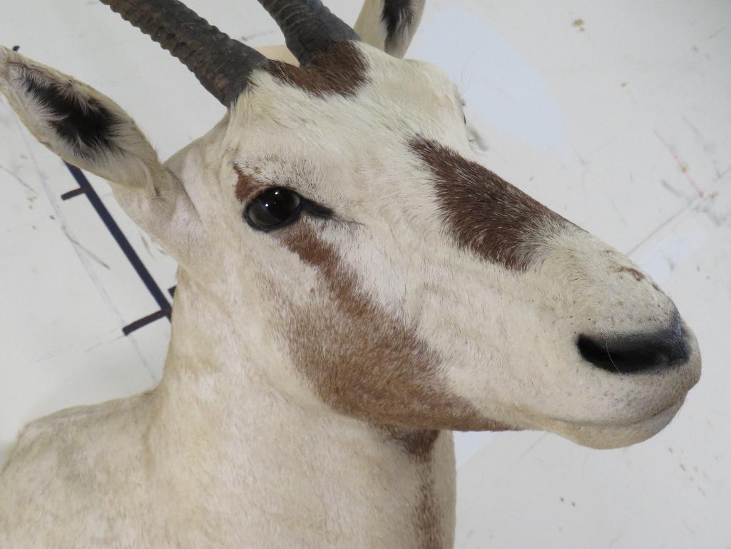 Arabian Oryx Sh Mt *TX RES ONLY* TAXIDERMY