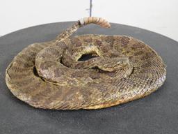Lifesize Coiled Prairie Rattlesnake TAXIDERMY