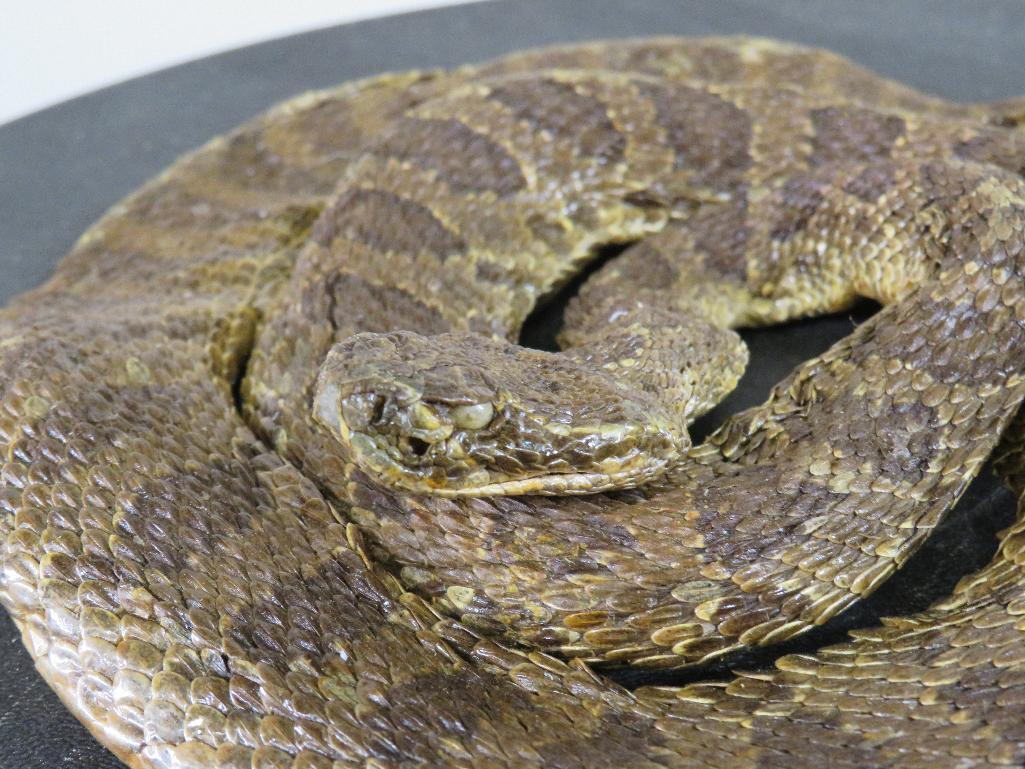 Lifesize Coiled Prairie Rattlesnake TAXIDERMY
