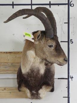Ibex Sh Mt TAXIDERMY
