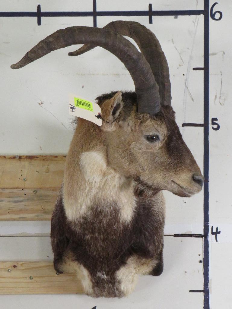 Ibex Sh Mt TAXIDERMY