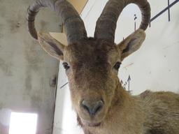 Ibex Sh Mt TAXIDERMY