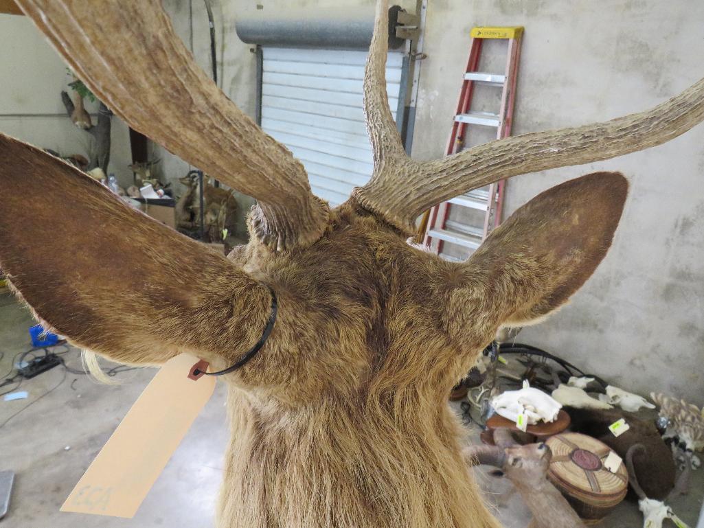 Barasingha Sh Mt *TX RES ONLY* TAXIDERMY