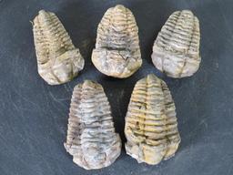 5 Natural Moroccan Trilobite Fossil Specimens from Devonian Era ROCKS/FOSSILS/MINERALS