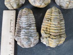 5 Natural Moroccan Trilobite Fossil Specimens from Devonian Era ROCKS/FOSSILS/MINERALS
