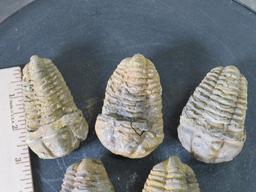 5 Natural Moroccan Trilobite Fossil Specimens from Devonian Era ROCKS/FOSSILS/MINERALS