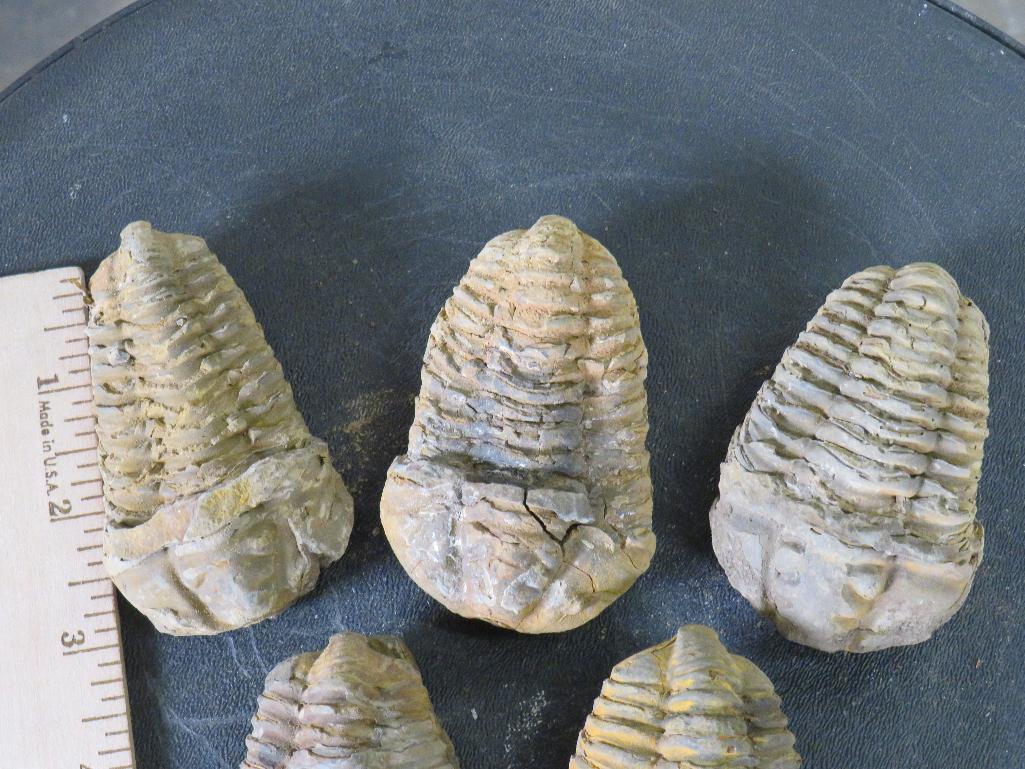 5 Natural Moroccan Trilobite Fossil Specimens from Devonian Era ROCKS/FOSSILS/MINERALS