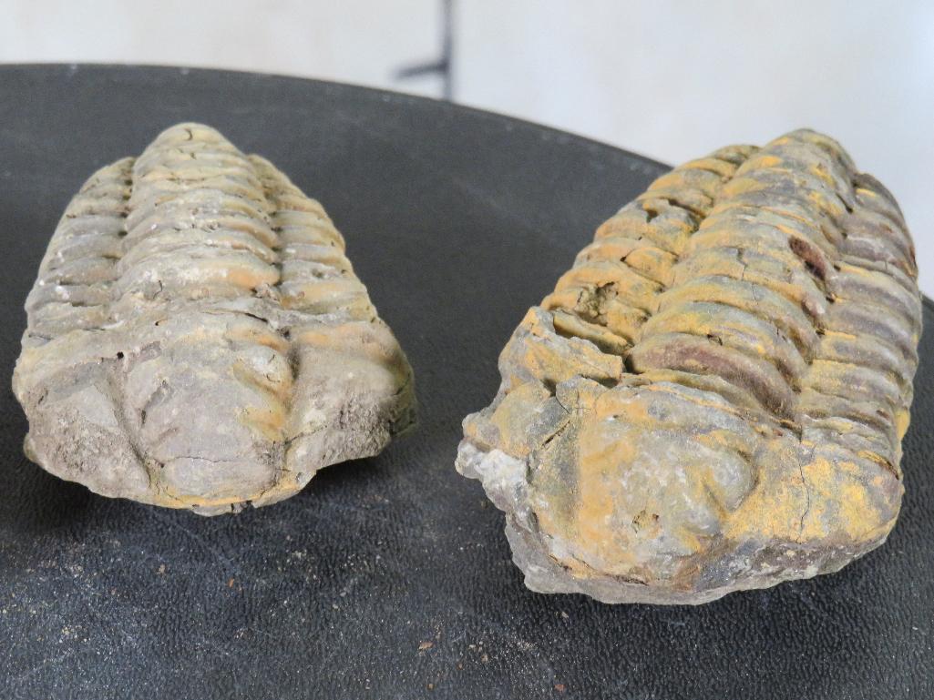 5 Natural Moroccan Trilobite Fossil Specimens from Devonian Era ROCKS/FOSSILS/MINERALS