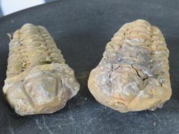 5 Natural Moroccan Trilobite Fossil Specimens from Devonian Era ROCKS/FOSSILS/MINERALS