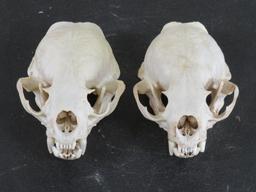 2 XL River Otter Skulls (ONE$) TAXIDERMY