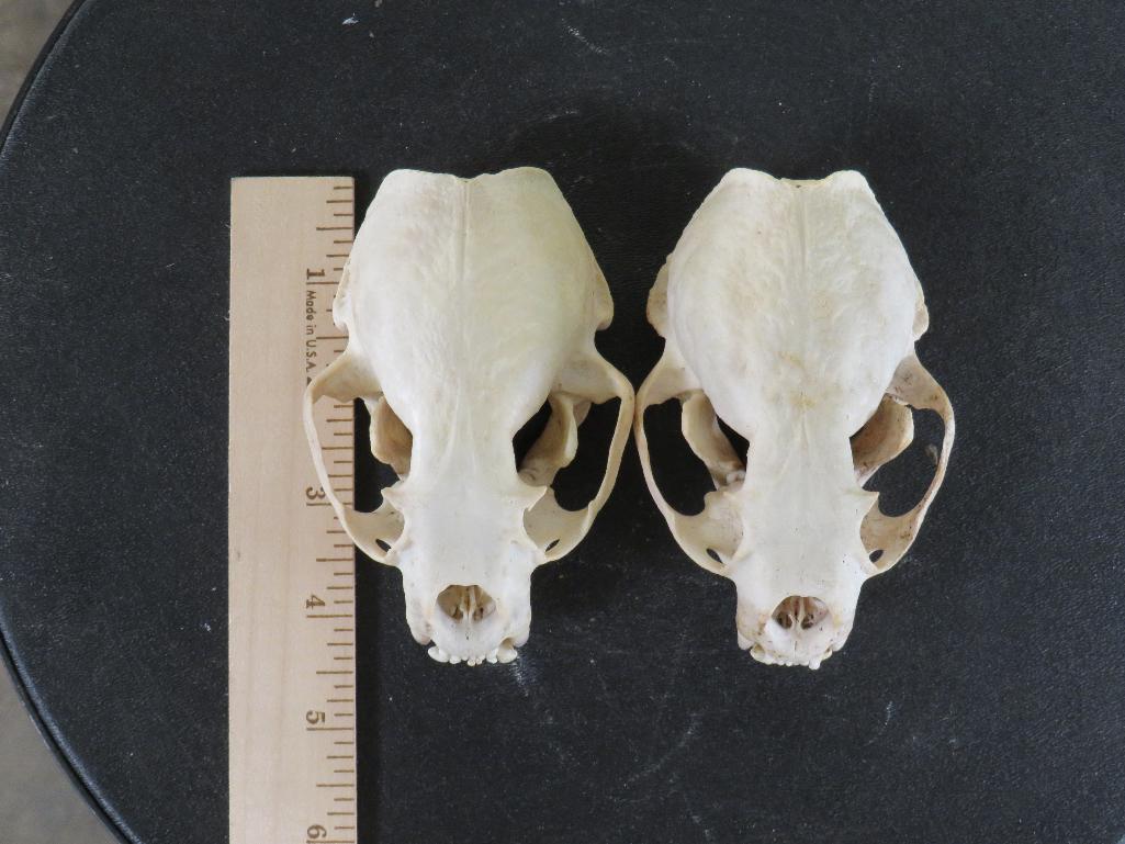 2 XL River Otter Skulls (ONE$) TAXIDERMY