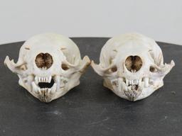 2 XL River Otter Skulls (ONE$) TAXIDERMY