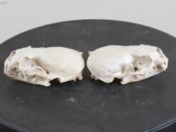 2 XL River Otter Skulls (ONE$) TAXIDERMY