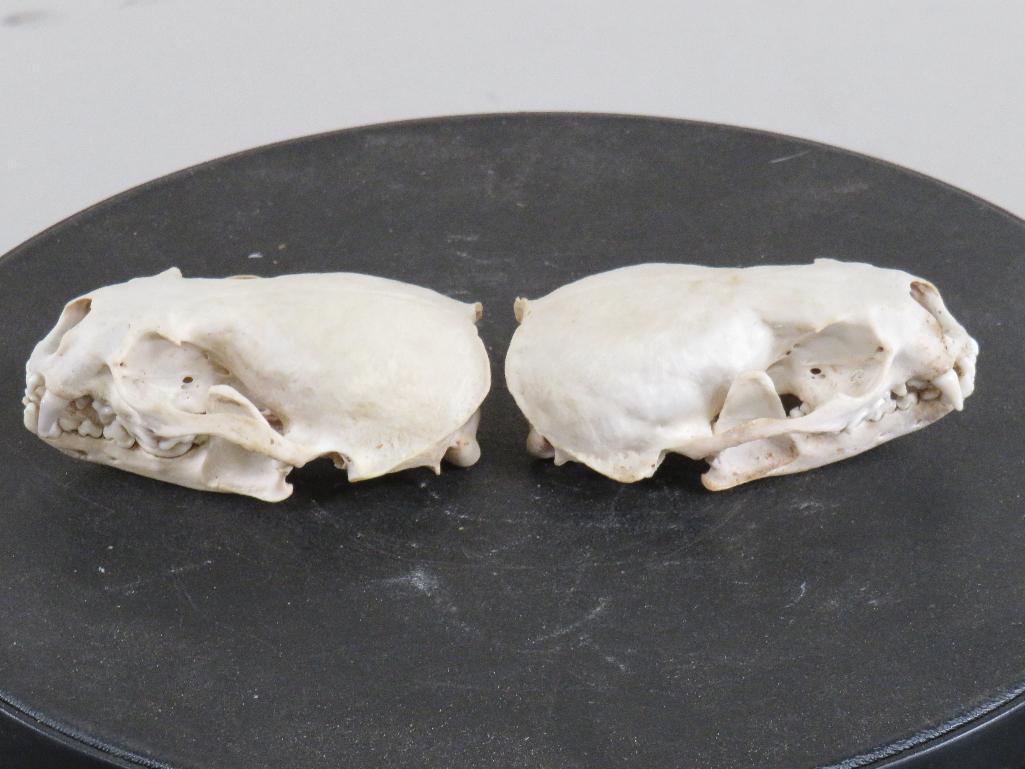 2 XL River Otter Skulls (ONE$) TAXIDERMY