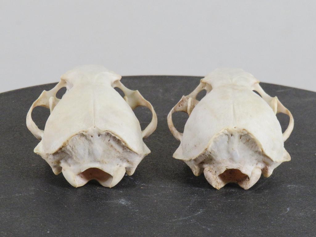 2 XL River Otter Skulls (ONE$) TAXIDERMY