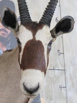 Vintage Gemsbok Sh Mt w/Removable Horns TAXIDERMY