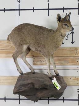 Lifesize Klipspringer on Base TAXIDERMY