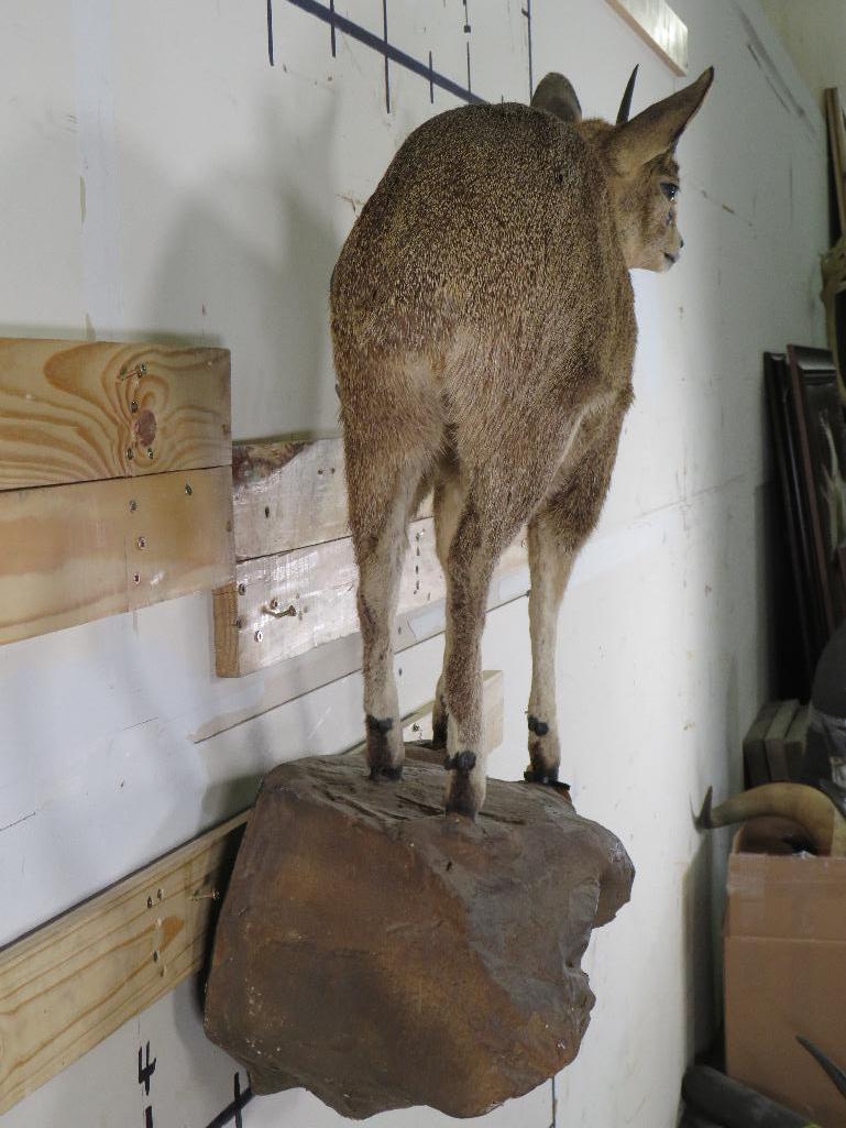 Lifesize Klipspringer on Base TAXIDERMY