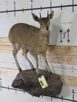 Lifesize Klipspringer on Base TAXIDERMY