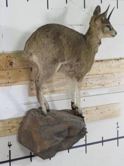 Lifesize Klipspringer on Base TAXIDERMY