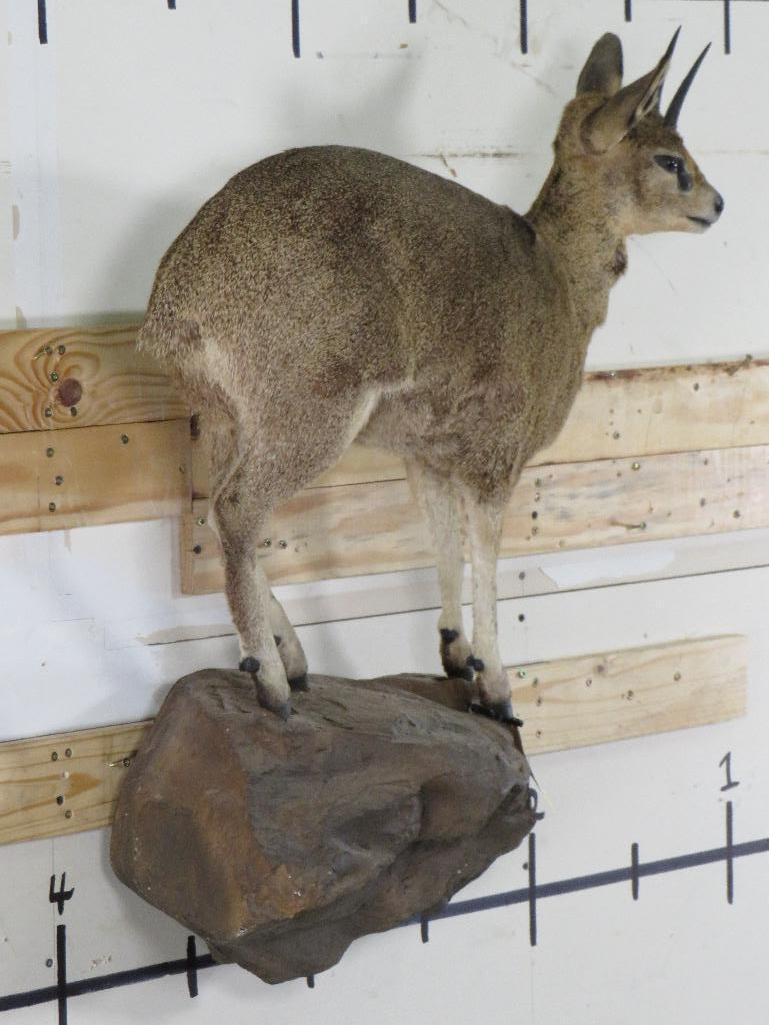 Lifesize Klipspringer on Base TAXIDERMY