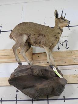Lifesize Klipspringer on Base TAXIDERMY