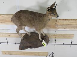 Lifesize Klipspringer on Base TAXIDERMY