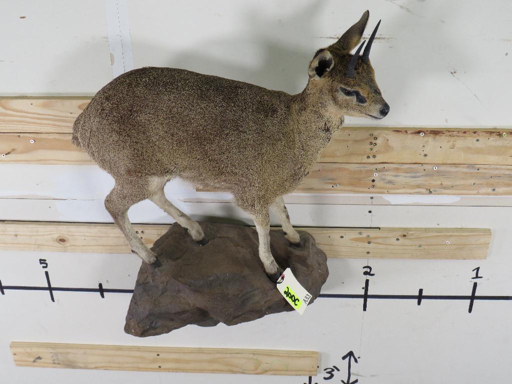 Lifesize Klipspringer on Base TAXIDERMY