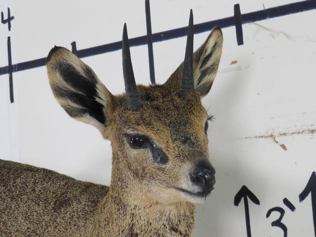 Lifesize Klipspringer on Base TAXIDERMY