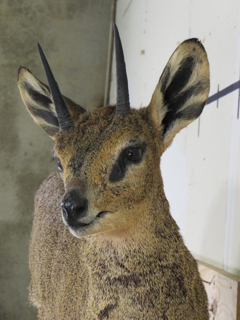 Lifesize Klipspringer on Base TAXIDERMY