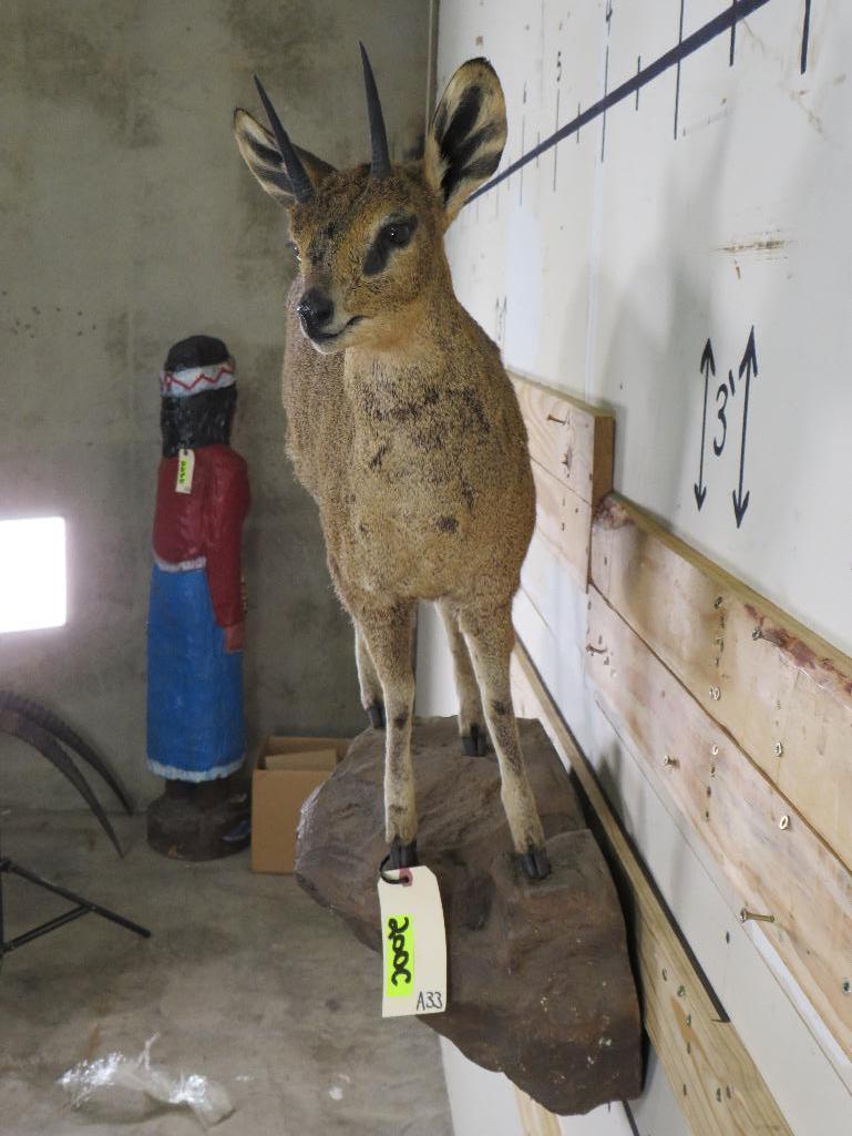 Lifesize Klipspringer on Base TAXIDERMY