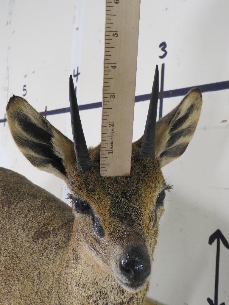 Lifesize Klipspringer on Base TAXIDERMY