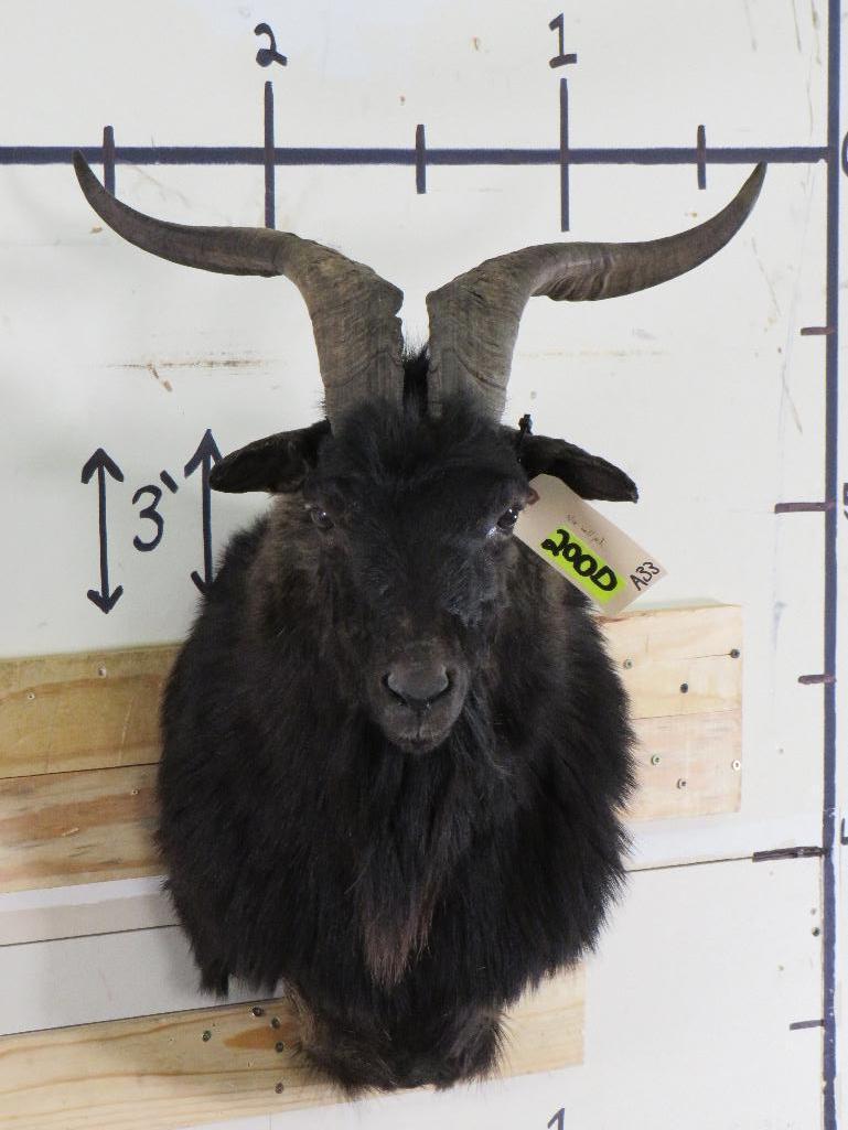 Valais Blackneck Goat Sh Mt TAXIDERMY