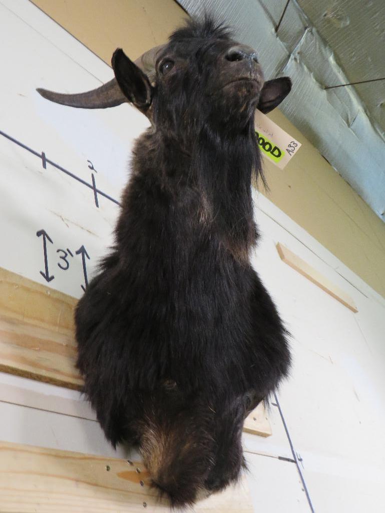 Valais Blackneck Goat Sh Mt TAXIDERMY