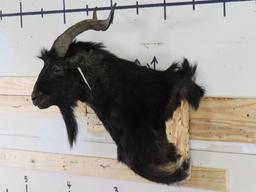 Valais Blackneck Goat Sh Mt TAXIDERMY