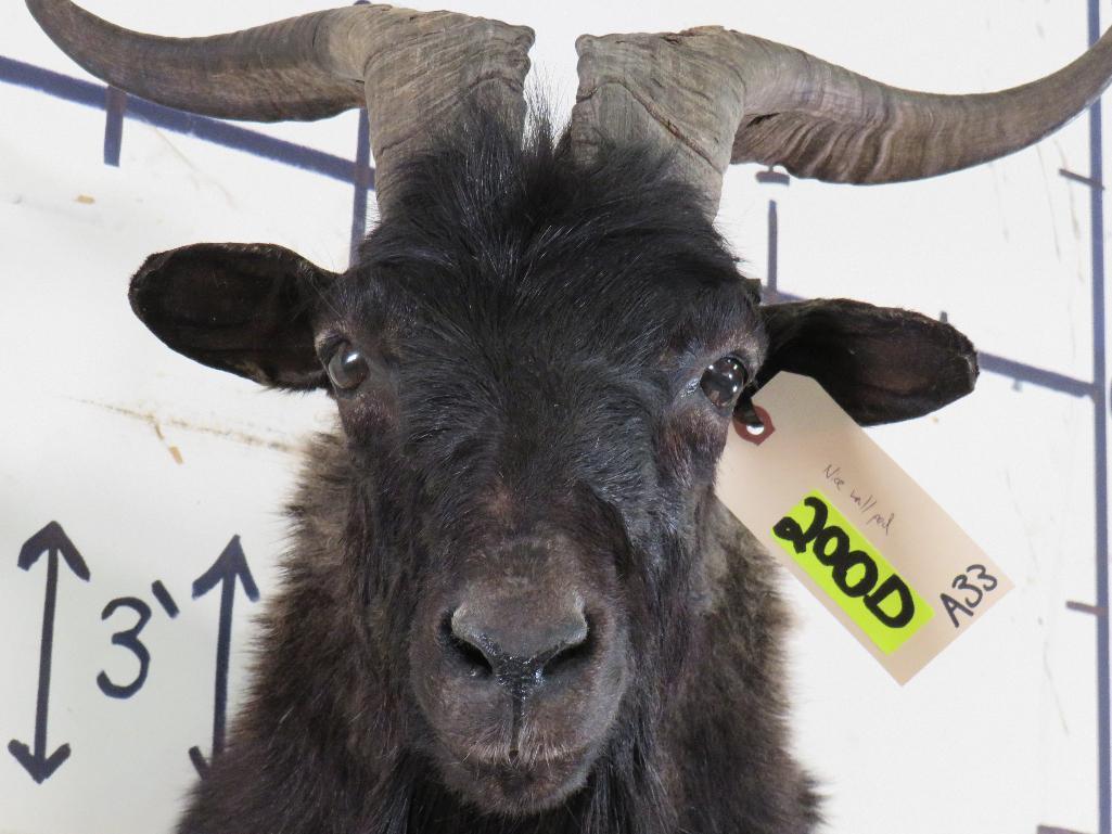 Valais Blackneck Goat Sh Mt TAXIDERMY