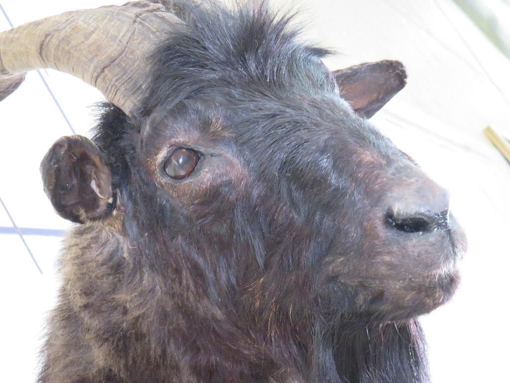 Valais Blackneck Goat Sh Mt TAXIDERMY