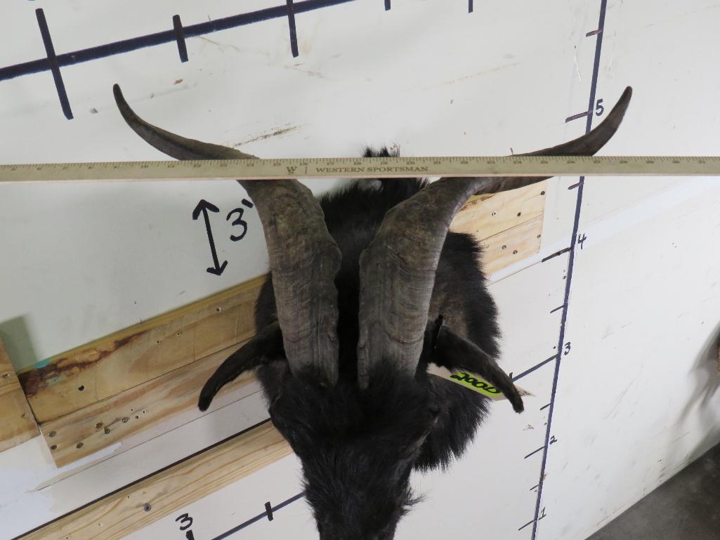 Valais Blackneck Goat Sh Mt TAXIDERMY