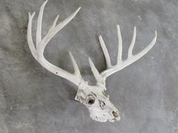 11 Pt Whitetail Rack TAXIDERMY