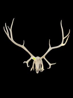 HUGE set of Reindeer/Caribou antlers, on a repro skull, 13 points X 12 points 50 inches tall and 44