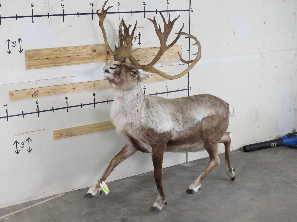 Lifesize Caribou w/Removable Repro Horns *No Base TAXIDERMY